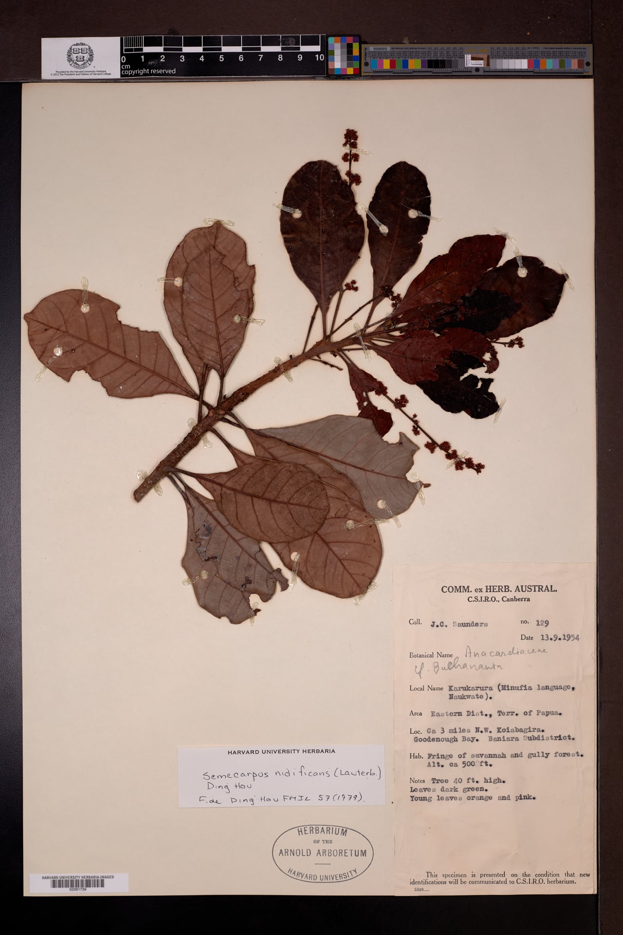 Semecarpus nidificans (Bleluai) — photo
