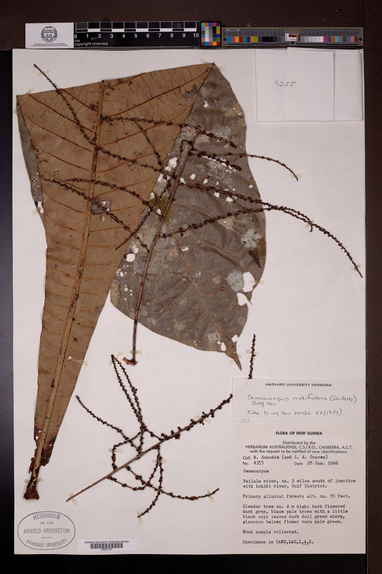 Semecarpus nidificans