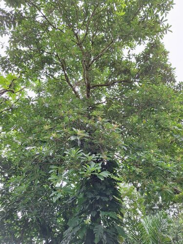 Semecarpus vitiensis (Itchwood) — photo
