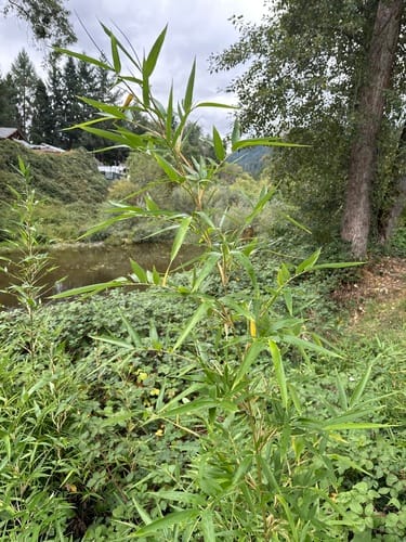 Semiarundinaria fastuosa (Narihira bamboo) — photo