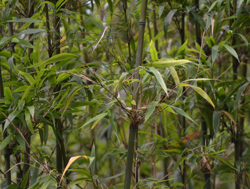 Semiarundinaria fastuosa