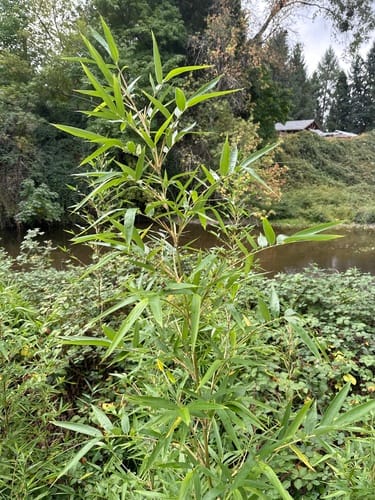 Semiarundinaria fastuosa (Narihira bamboo) — photo