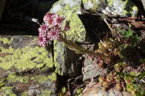 Sempervivum caucasicum — photo