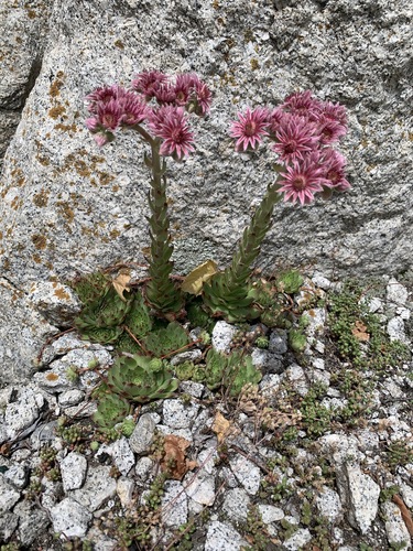 Sempervivum caucasicum