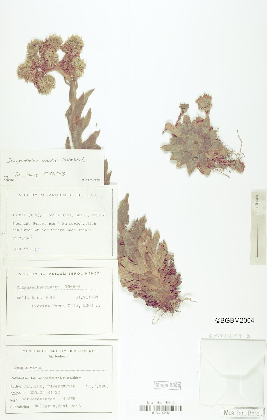 Sempervivum davisii — photo