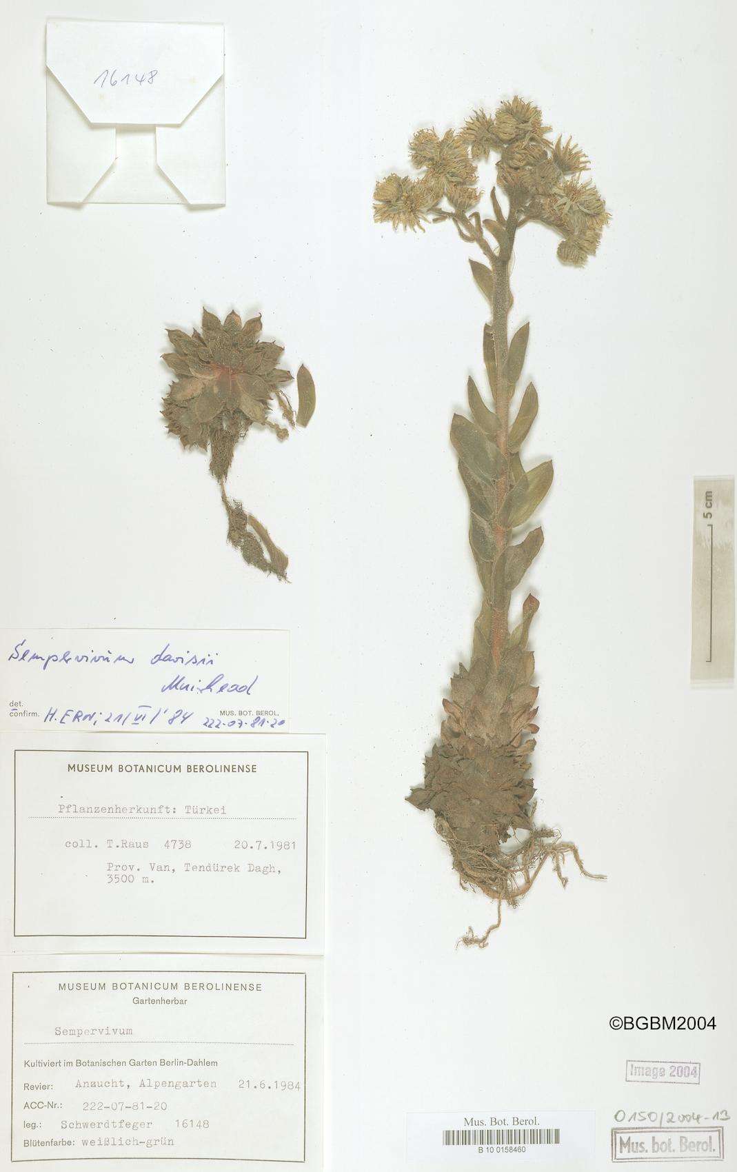 Sempervivum davisii — photo
