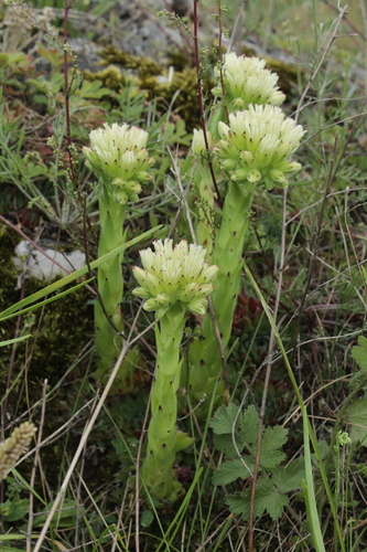 Sempervivum globiferum subsp. hirtum (Cuvarkuca divlja) — photo