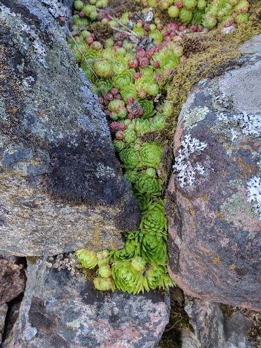 Sempervivum globiferum subsp. hirtum (Cuvarkuca divlja) — photo