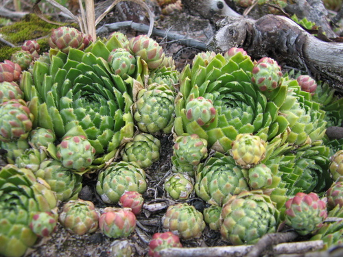 Sempervivum globiferum subsp. hirtum