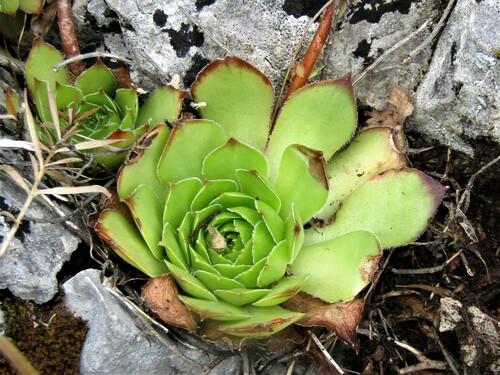 Sempervivum marmoreum (Cuvarkuca crvena) — photo