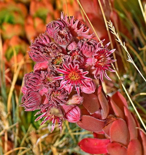 Sempervivum marmoreum (Cuvarkuca crvena) — photo
