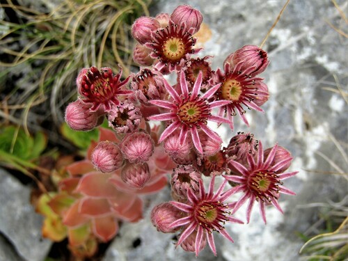 Sempervivum marmoreum