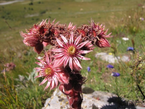 Sempervivum tectorum (Houseleek) — photo