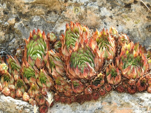 Sempervivum tectorum (Houseleek) — photo