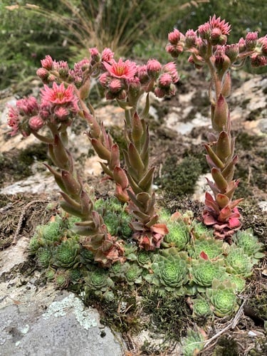Sempervivum tectorum