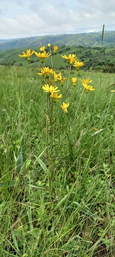 Senecio albanensis (Groundsel) — photo