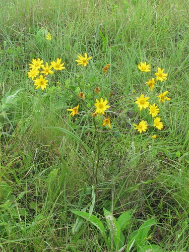 Senecio albanensis