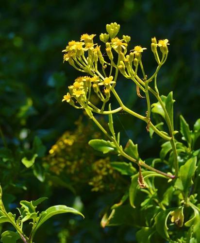 Senecio angulatus (Scrambling groundsel) — photo