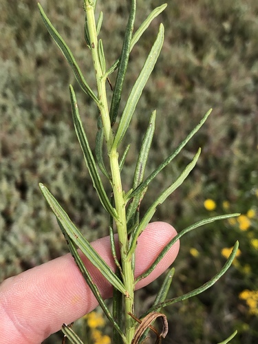 Senecio burchellii — photo