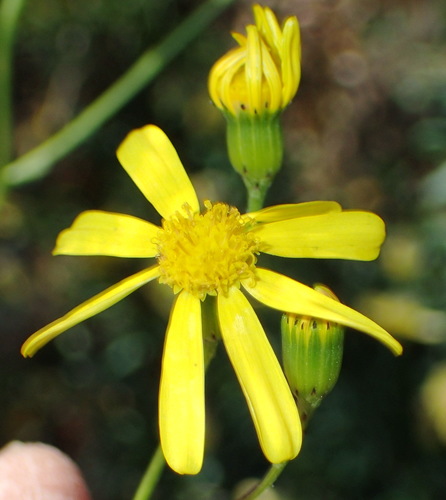 Senecio burchellii — photo