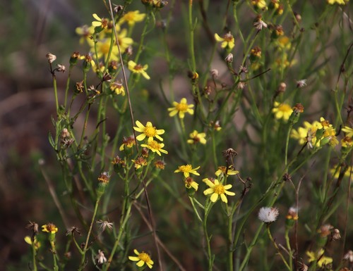 Senecio burchellii