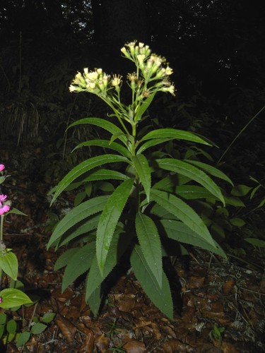 Senecio cacaliaster — photo