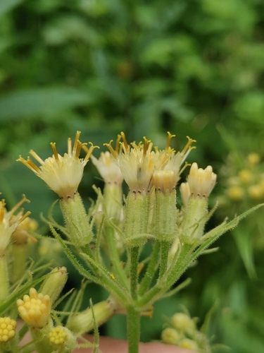 Senecio cacaliaster — photo