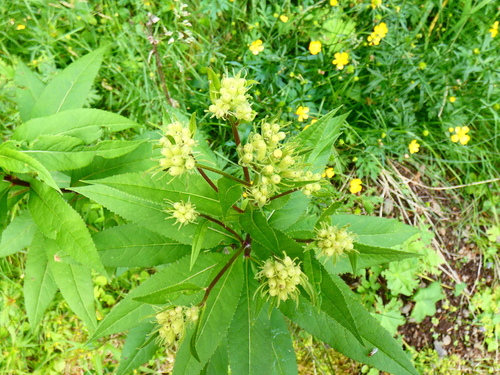 Senecio cacaliaster