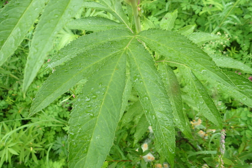 Senecio cannabifolius (Aleutian Ragwort) — photo