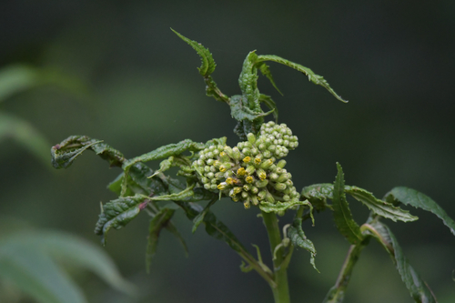 Senecio cannabifolius (Aleutian Ragwort) — photo