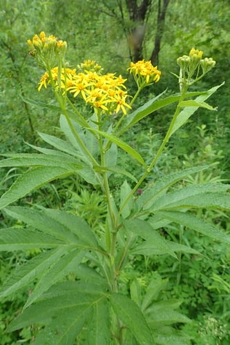 Senecio cannabifolius