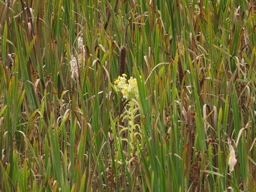 Senecio congestus (Marsh ragwort) — photo