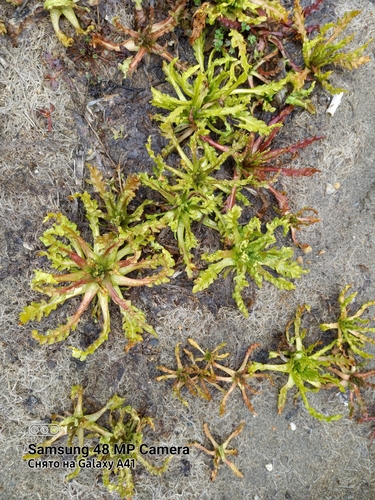 Senecio congestus (Marsh ragwort) — photo
