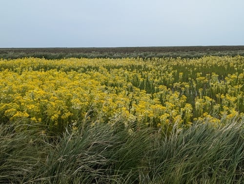 Senecio congestus