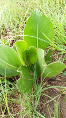 Senecio coronatus (Woolly grassland senecio) — photo