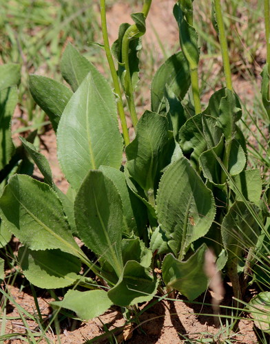 Senecio coronatus (Woolly grassland senecio) — photo