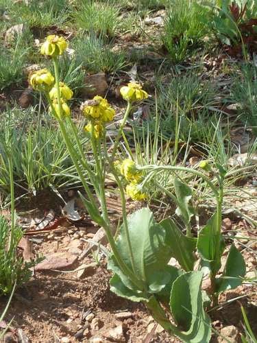 Senecio coronatus