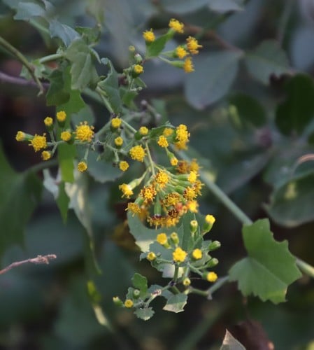 Senecio deltoideus — photo
