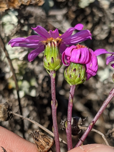 Senecio elegans (Purple groundsel) — photo