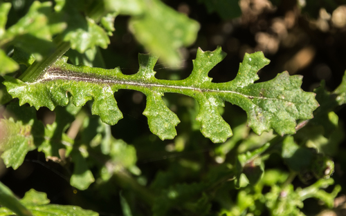 Senecio elegans (Purple groundsel) — photo