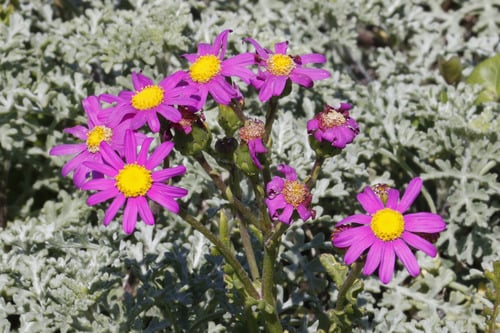 Senecio elegans