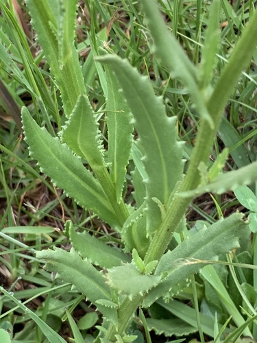 Senecio erubescens (Groundsel) — photo