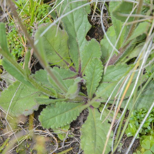 Senecio erubescens (Groundsel) — photo