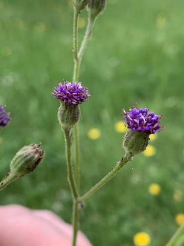 Senecio erubescens