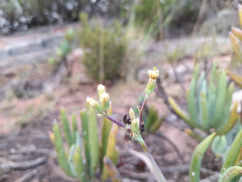 Senecio ficoides — photo