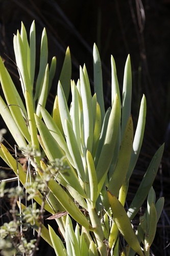 Senecio ficoides — photo