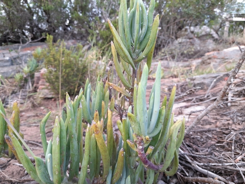 Senecio ficoides