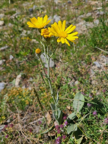 Senecio gerrardii — photo