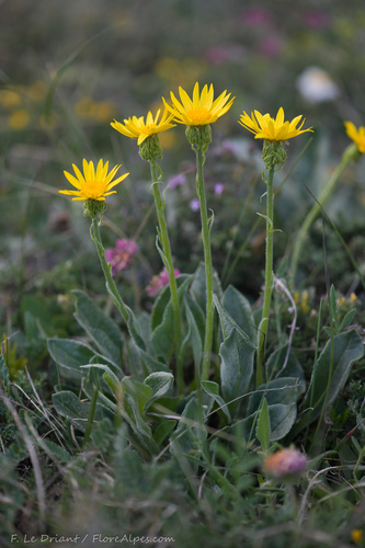 Senecio gerrardii — photo