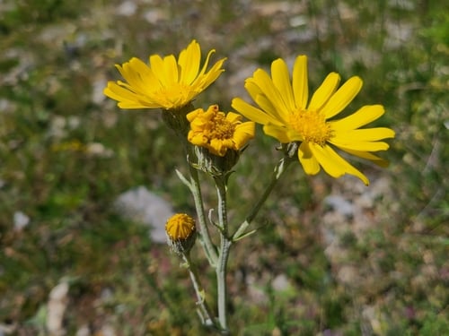 Senecio gerrardii